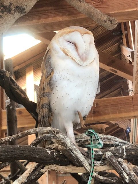 動物×ヒューマン＝古賀